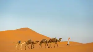 Camel caravan led by a guide across golden sand dunes in the Moroccan desert under a clear blue sky, Morocco desert tour experience