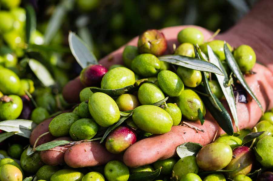 Olive Oil Visit, Spain
