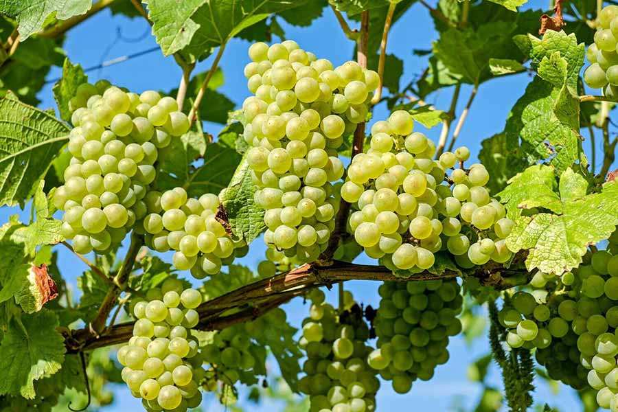 Penedes Wine Region grapes Spain