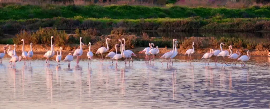 Flamingos wading in the shallow waters of Ria Formosa Natural Park in the Algarve, Portugal, during a peaceful sunset wildlife tour