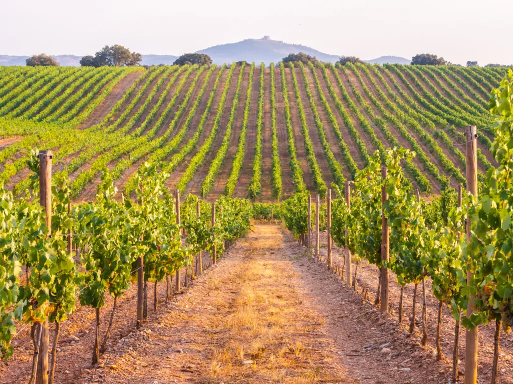 Rows of lush green vines in a vineyard at sunset in the Alentejo region of Portugal, showcasing the scenic wine country landscape and rural tourism atmosphere