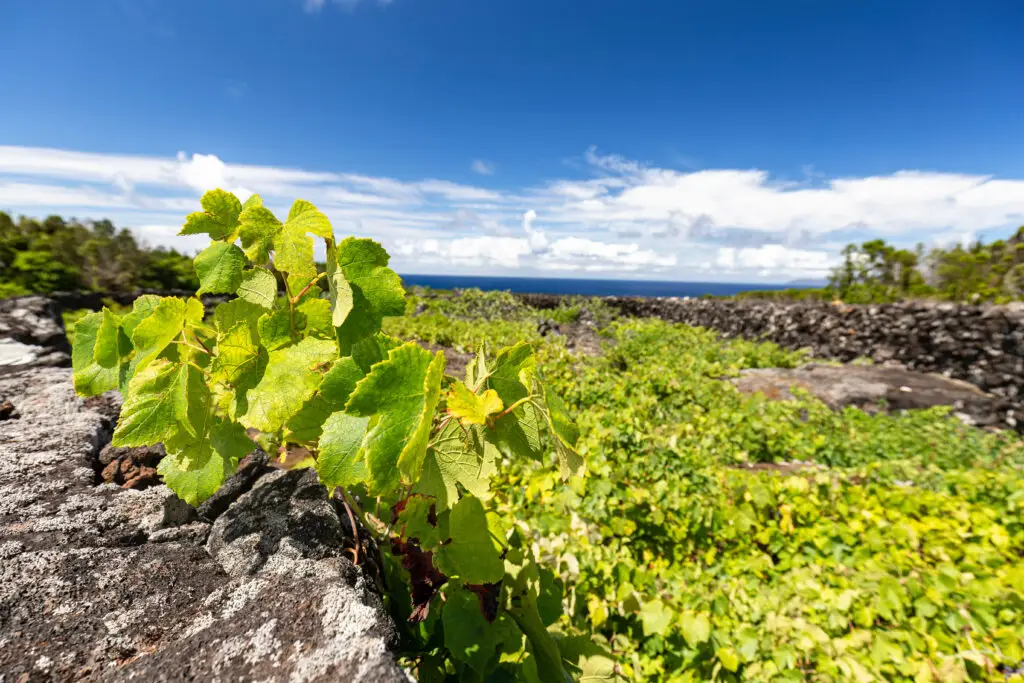 Green wine grape leaves growing on stone terraces under a bright blue sky in a Portuguese vineyard near the Atlantic coast