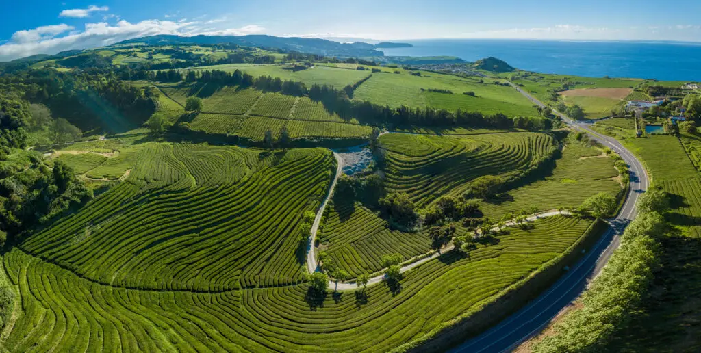 Panoramic aerial view of the lush green Gorreana Tea Plantation (Chá Gorreana) on the north coast of São Miguel Island, Azores, Portugal, with scenic rolling hills and the Atlantic Ocean in the distance